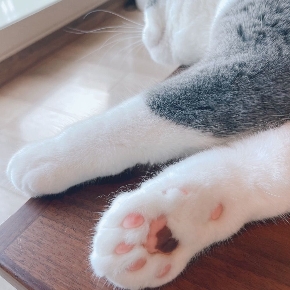 ごま