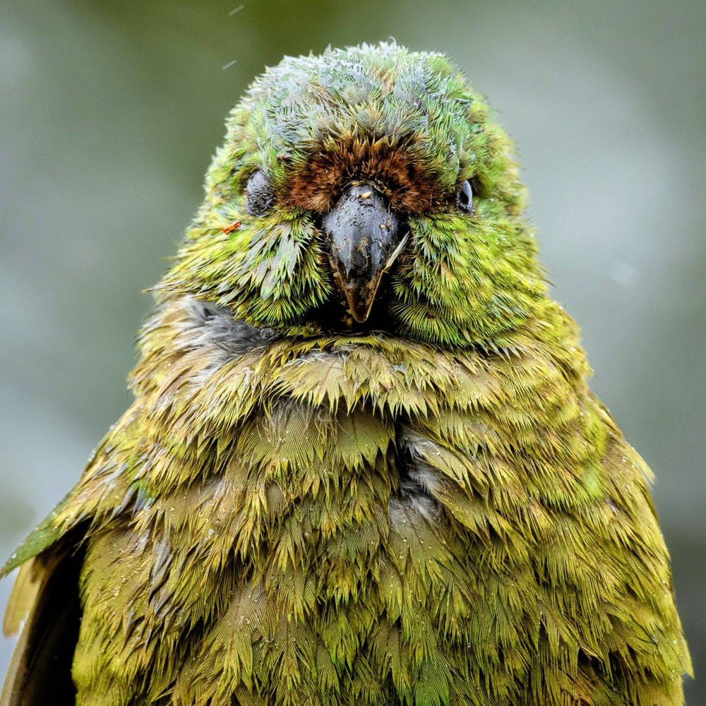 KakapOu's avatar