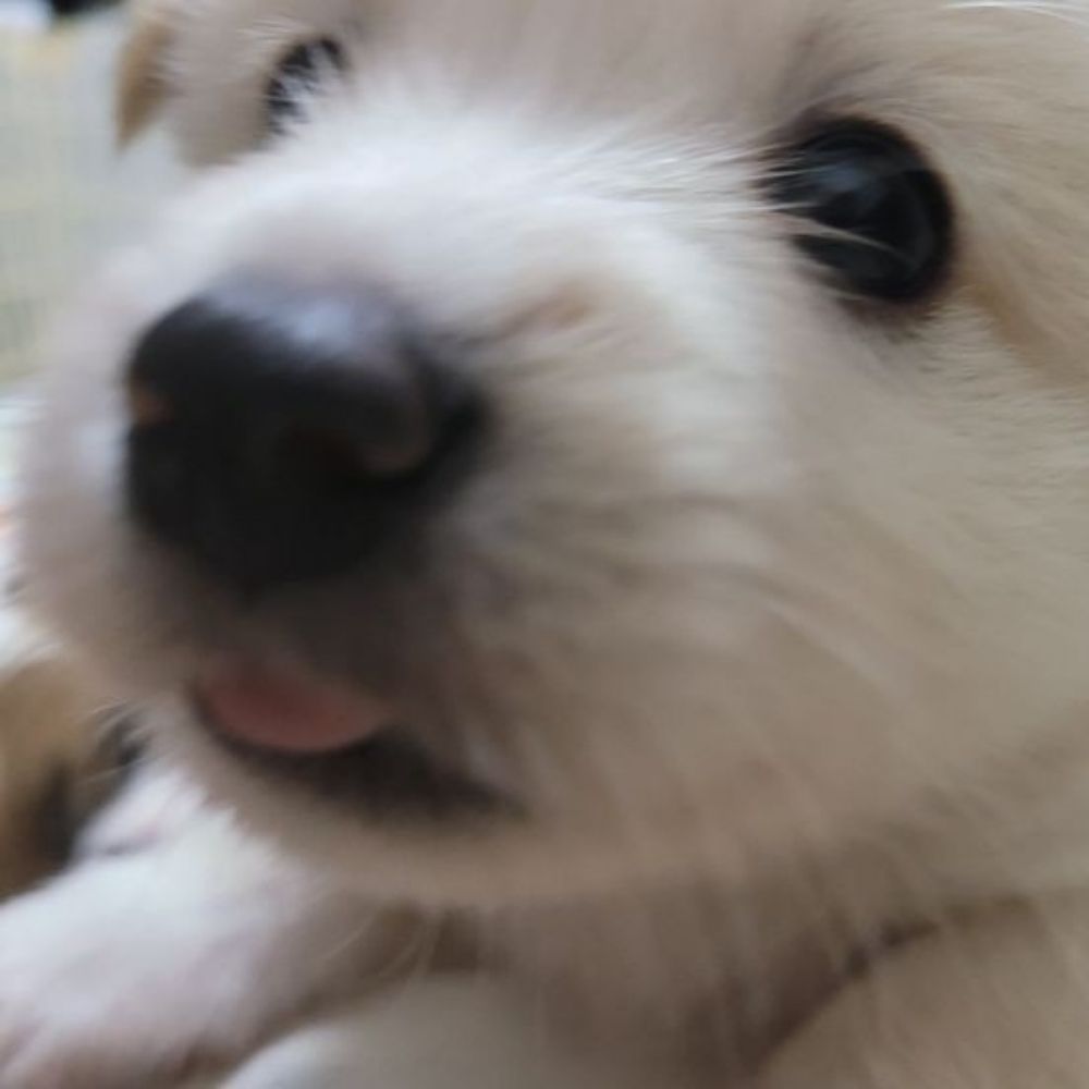 대갈치기