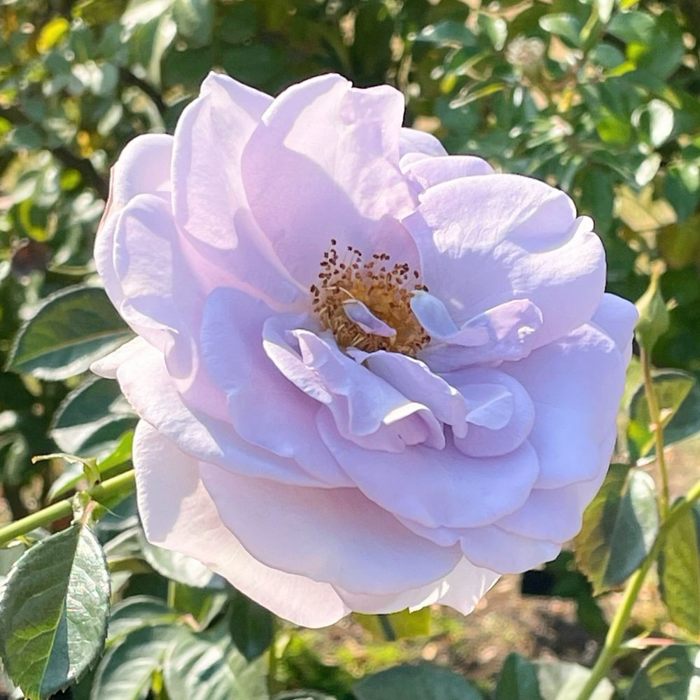 リサ