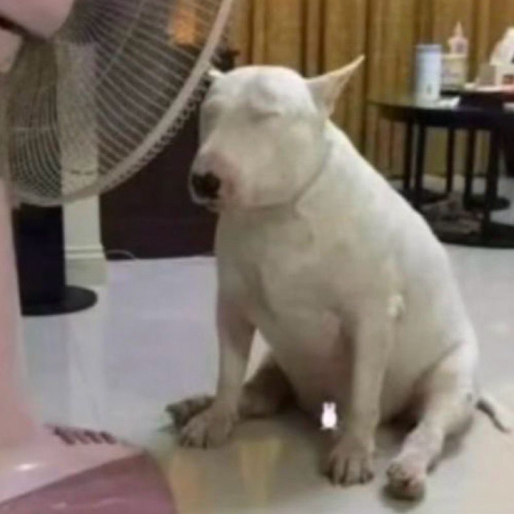 도니