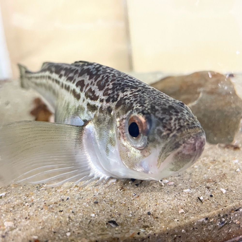 ぶちょー