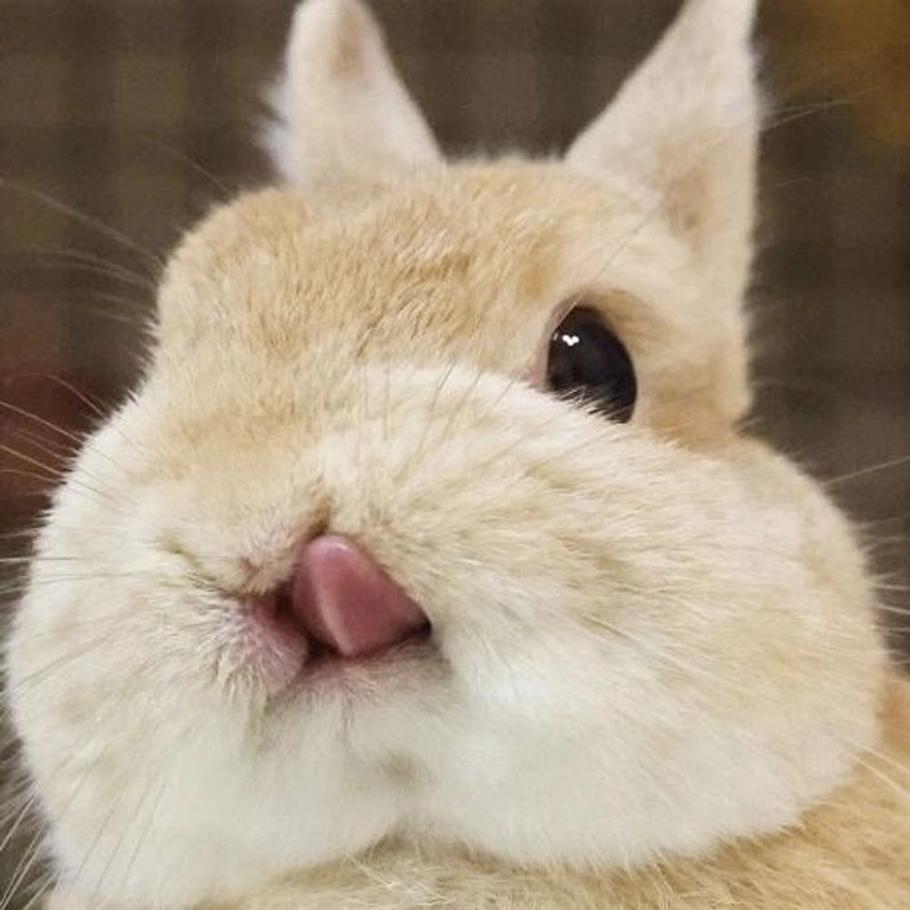 퍼런하늘 젤리