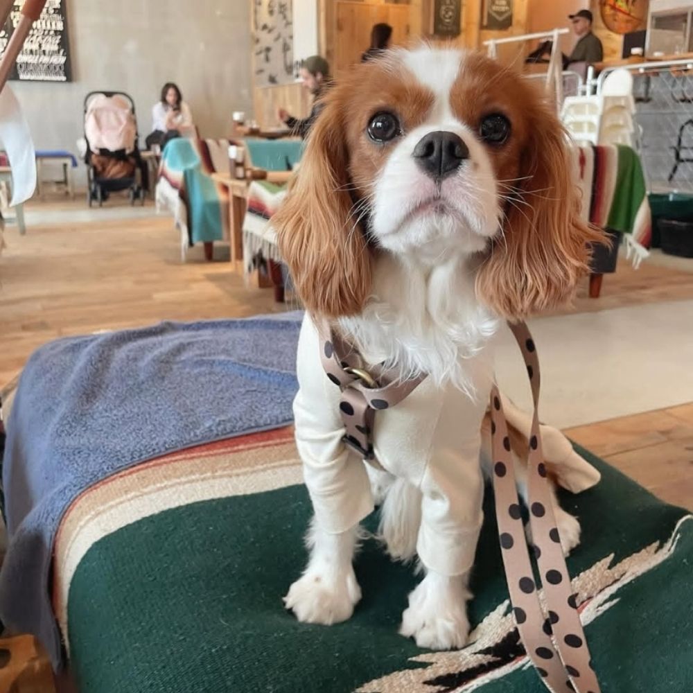 Cavalier King Charles puppies for adoption