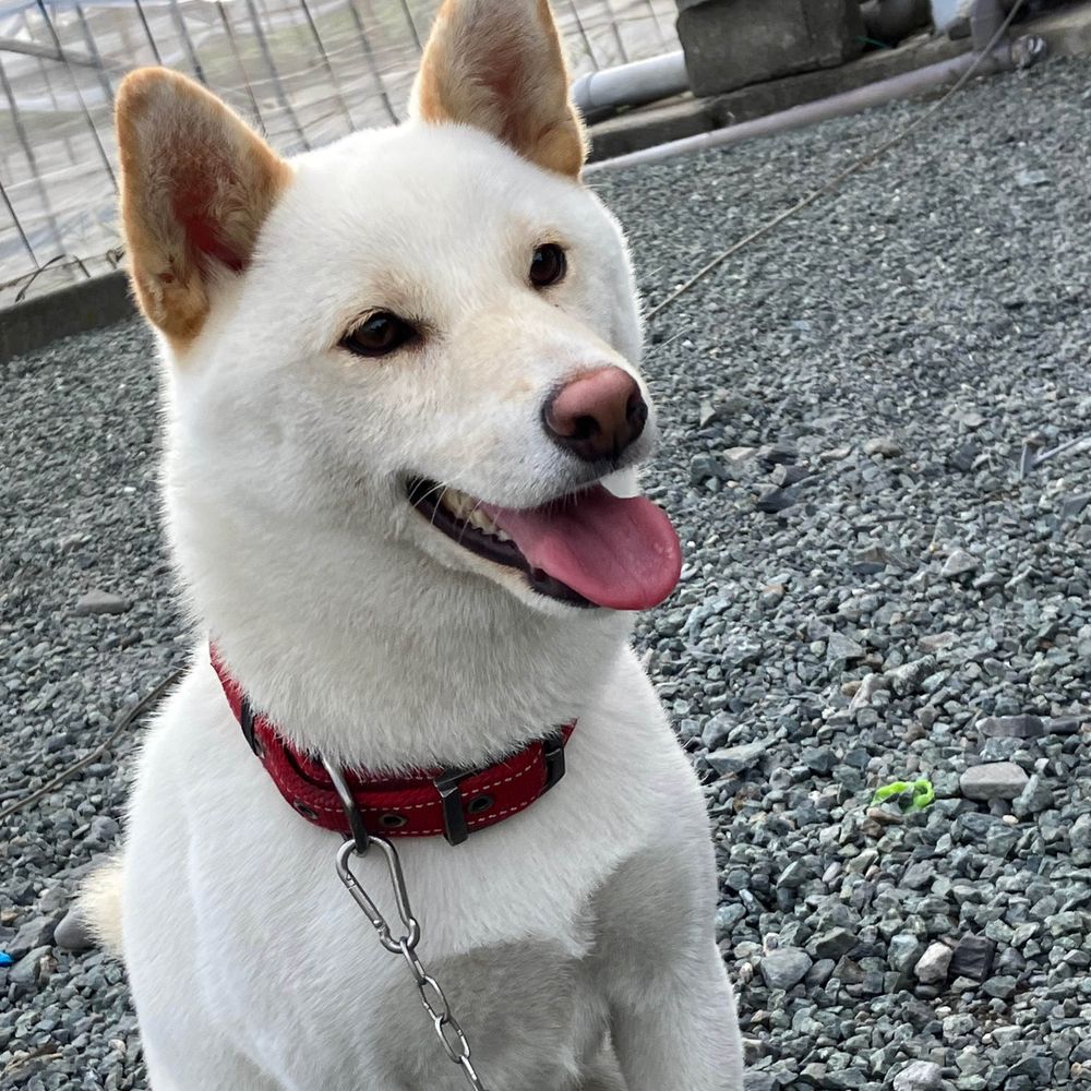 あるば