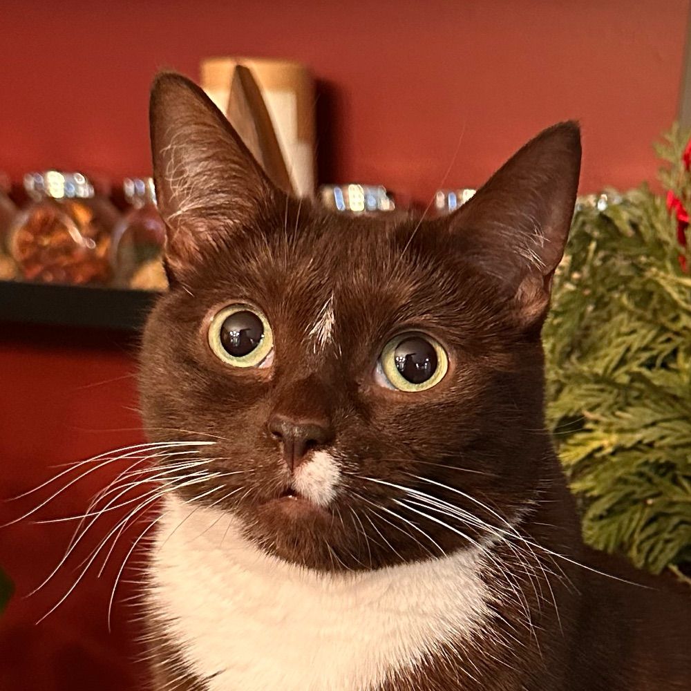 MeowMeow