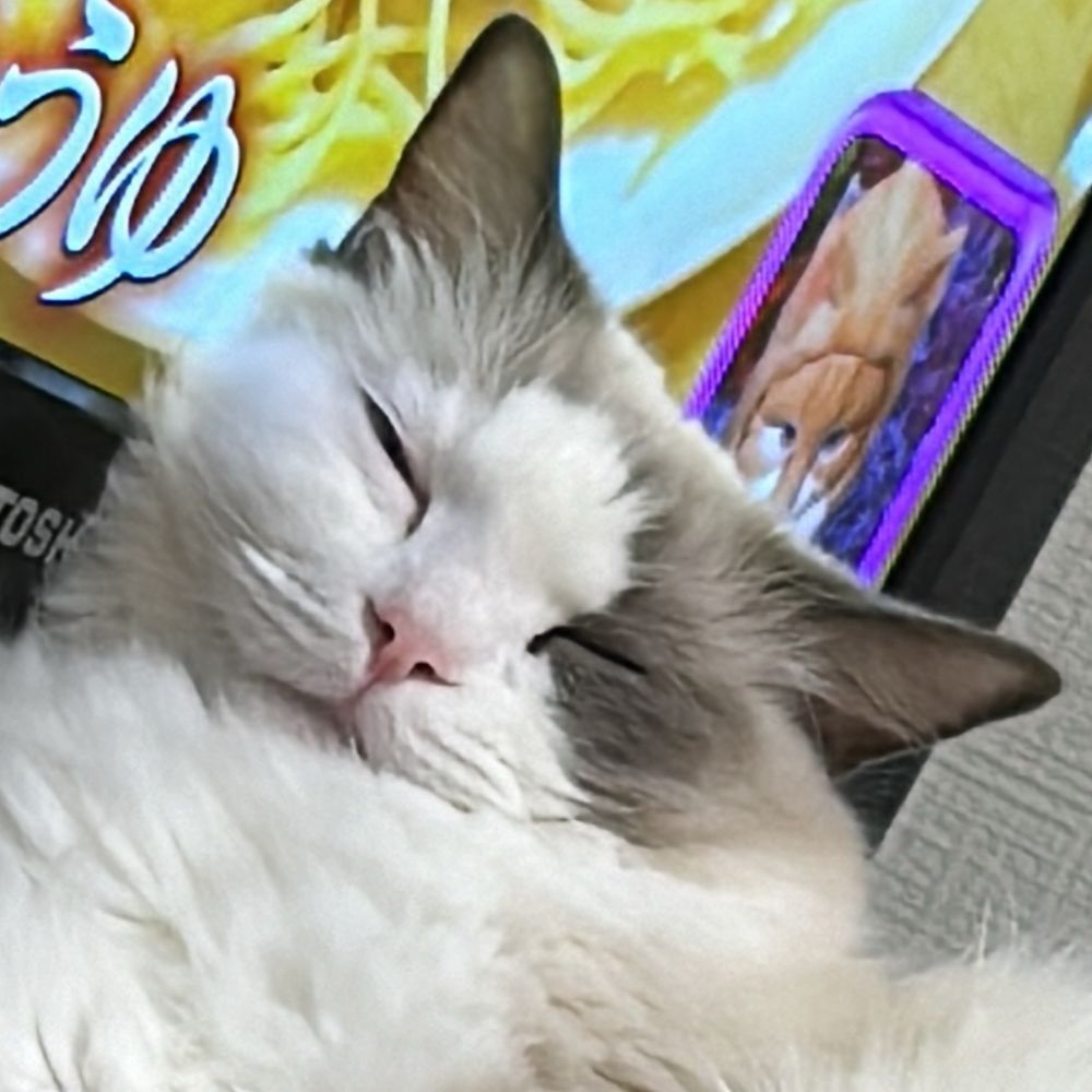 のこ