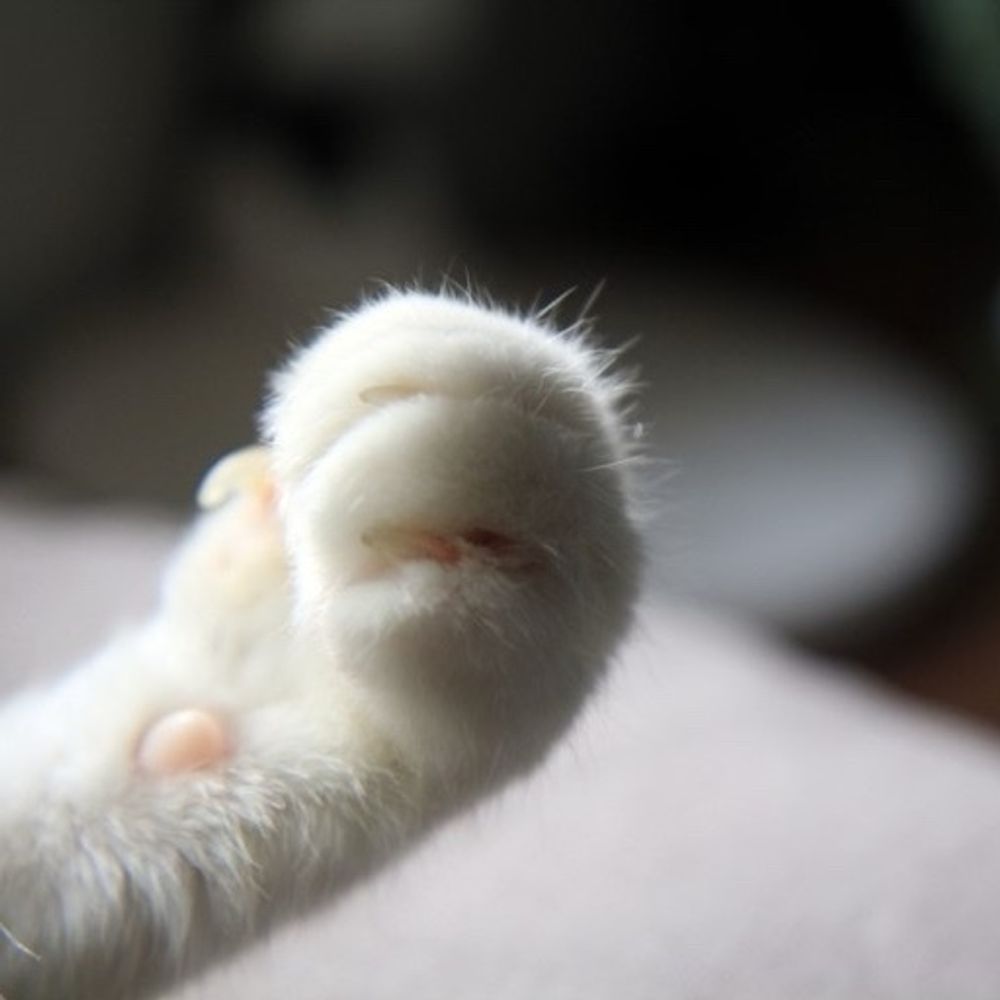 다이기는고양이