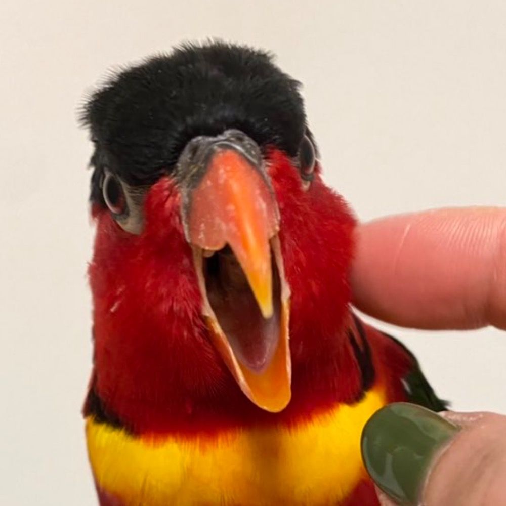 カタヤマ