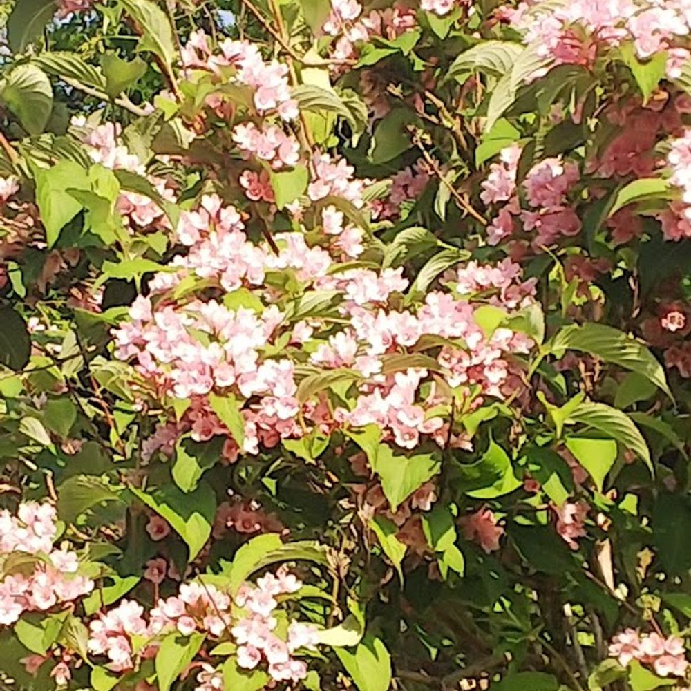 秋月蓮華