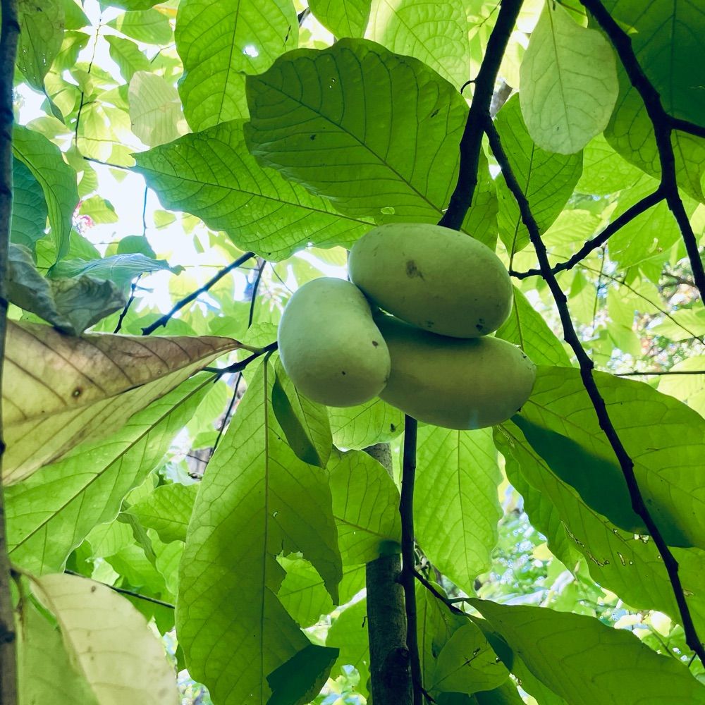 A Hopeful Holobiont🦠🍄 🌱 🌿🌏 🇵🇸 ✨