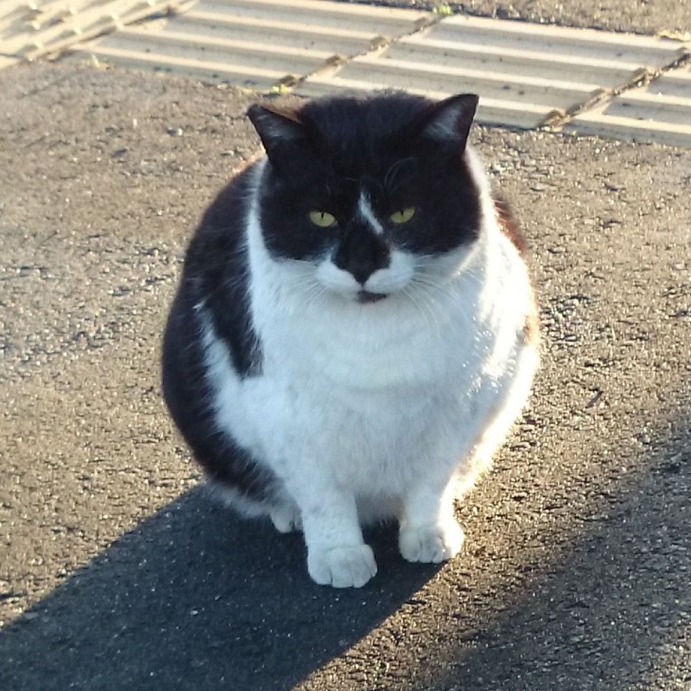 SSRサスヤン