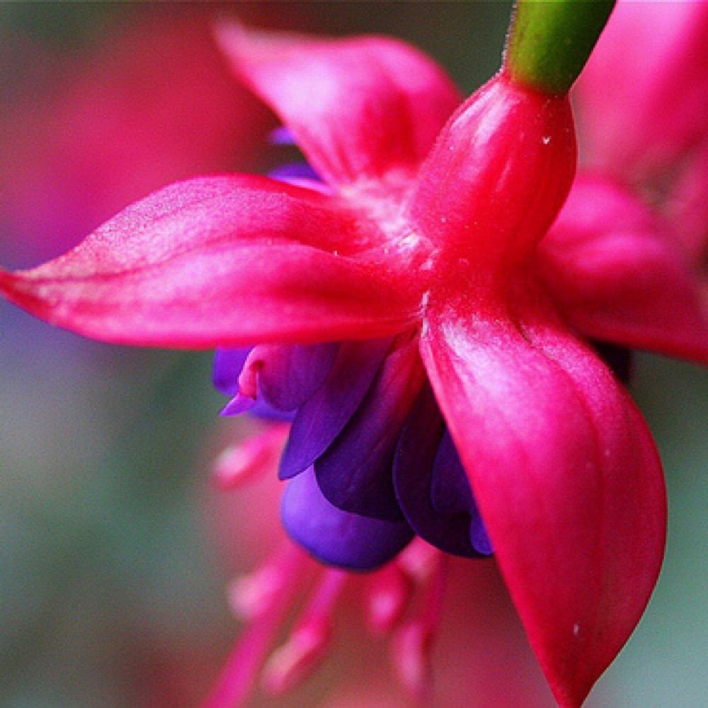Tiffany Fuchsia