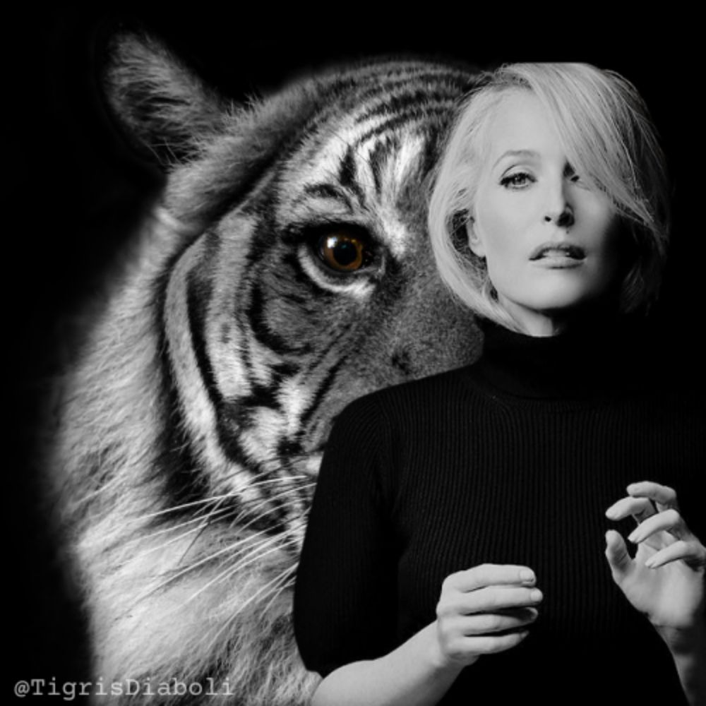 Moran - the tiger
