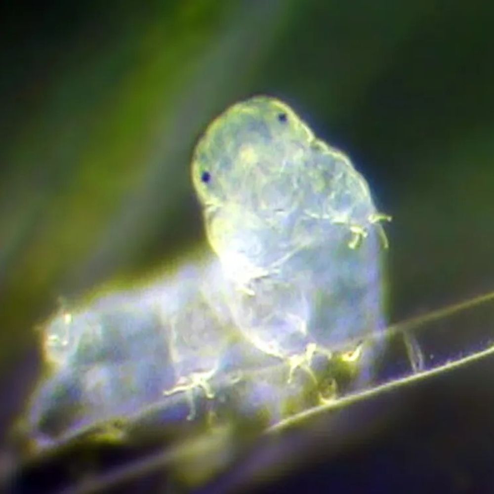 Tardigrade🦠