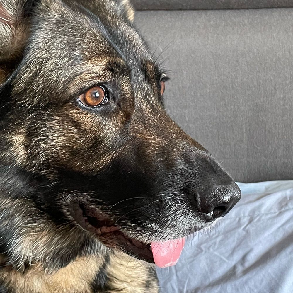 Mini the GSD