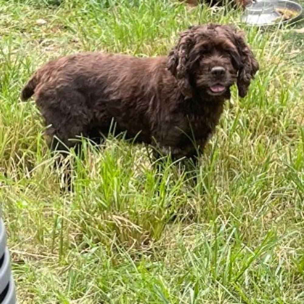 willow !