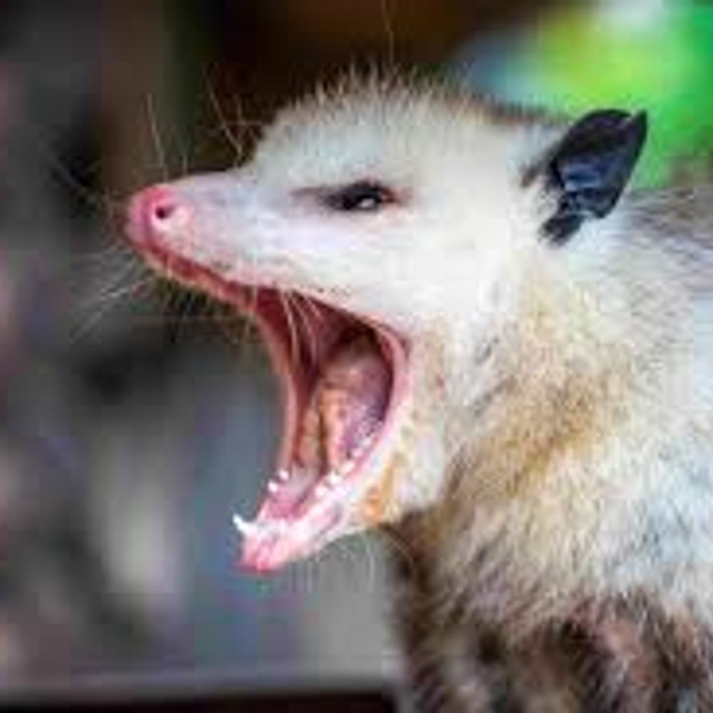 Hangry Possum