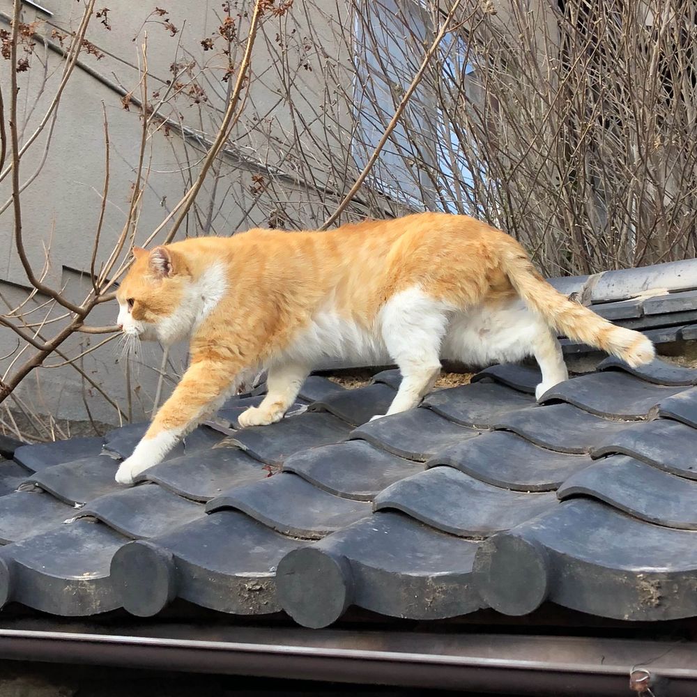 のらねこ