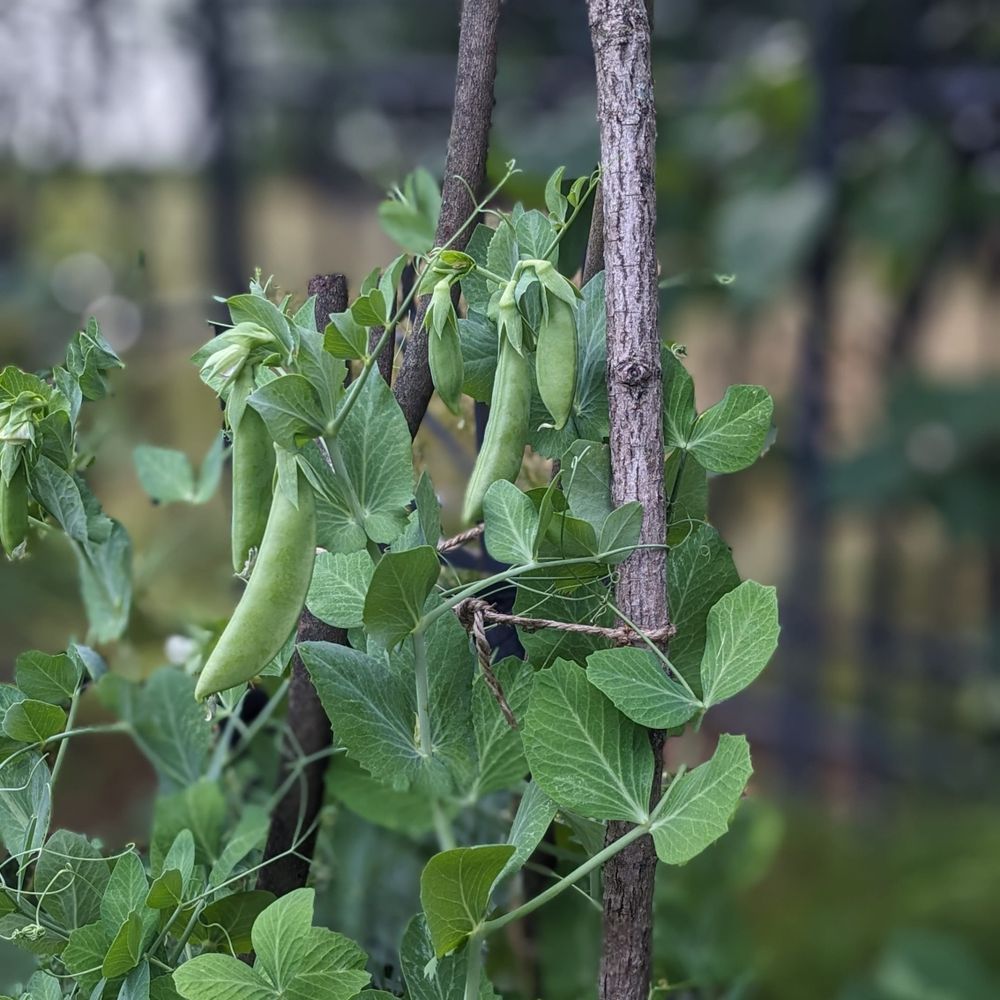 Bloomandglean