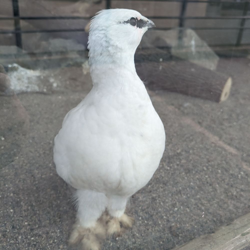 キンチャク蟹