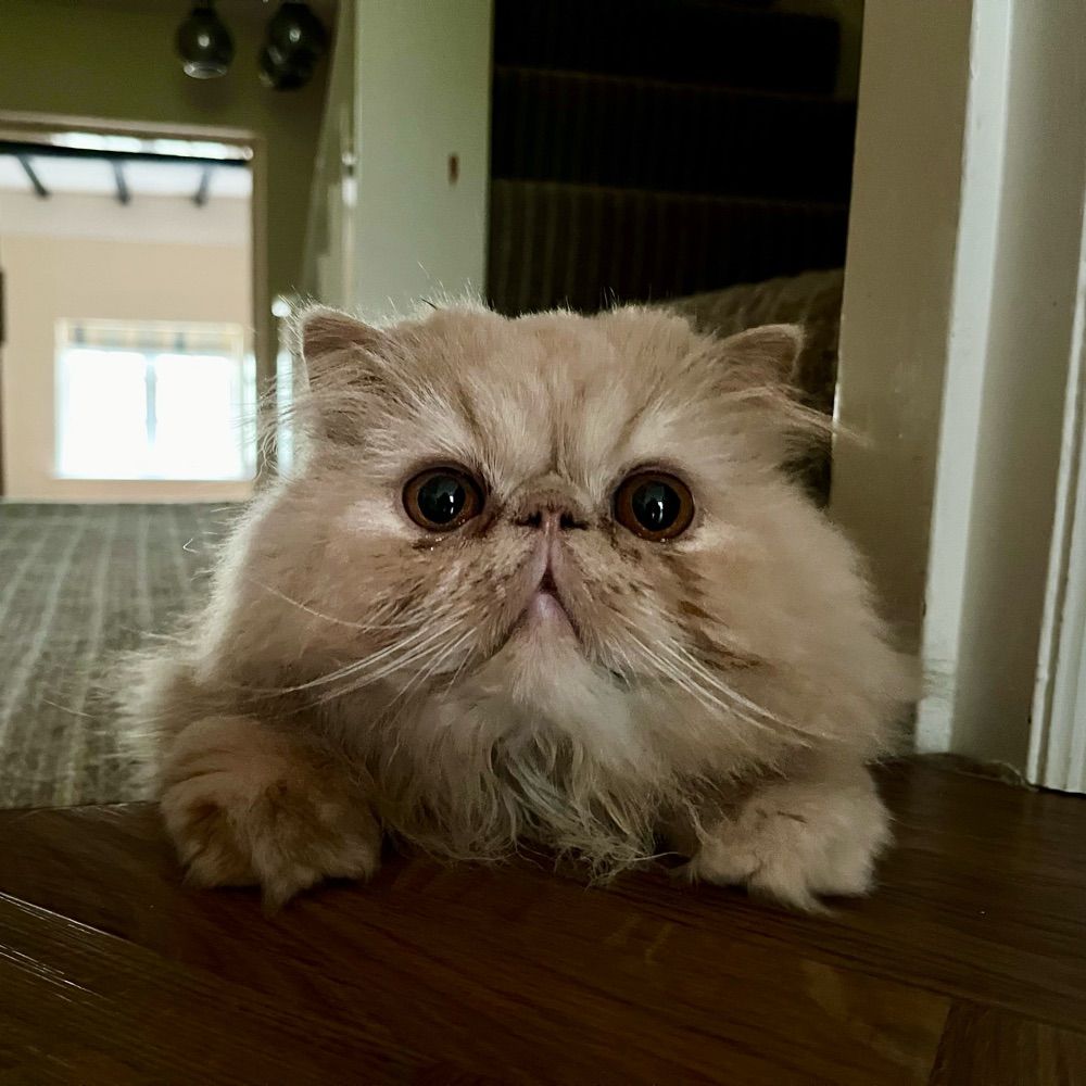 Dave