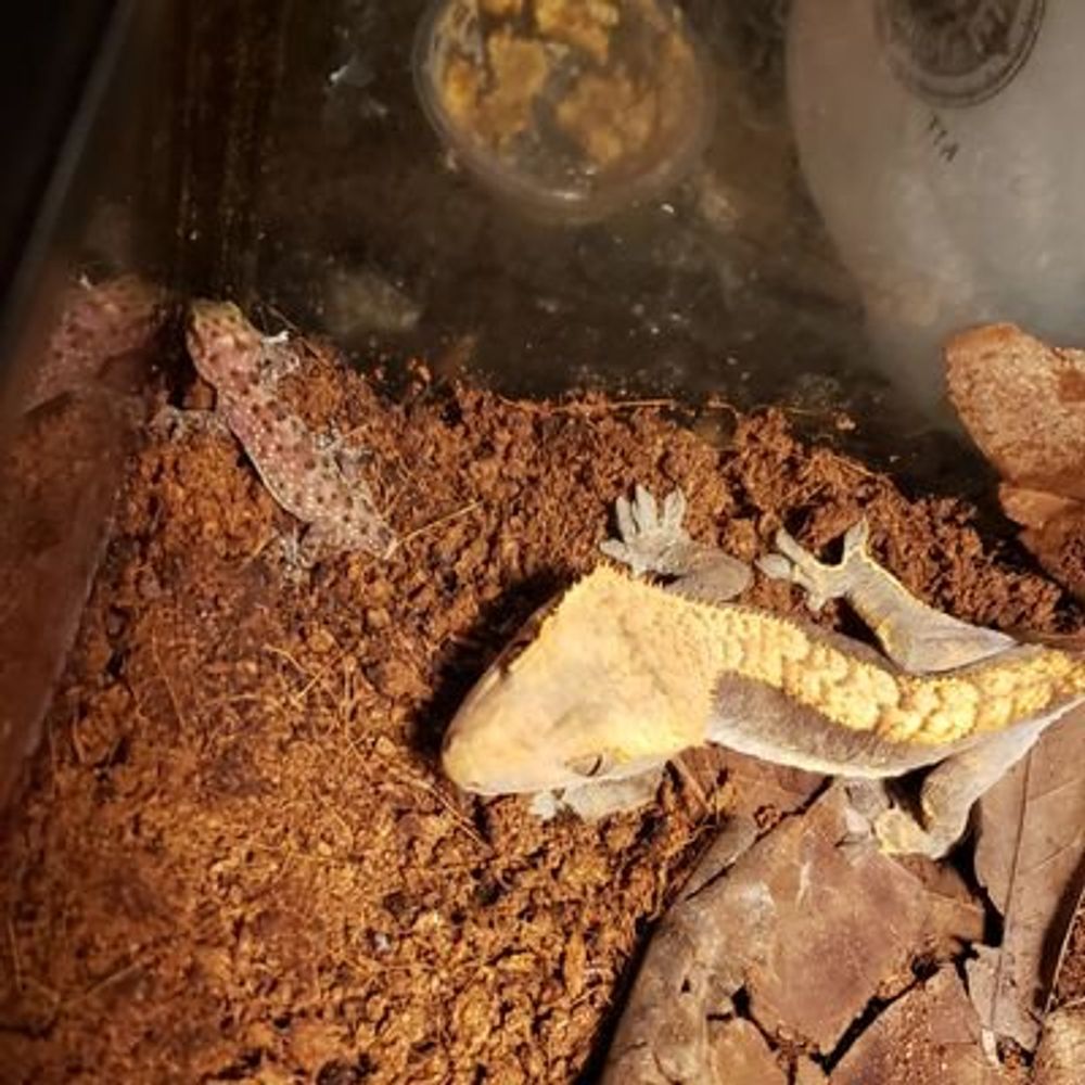 Olivia The Gecko