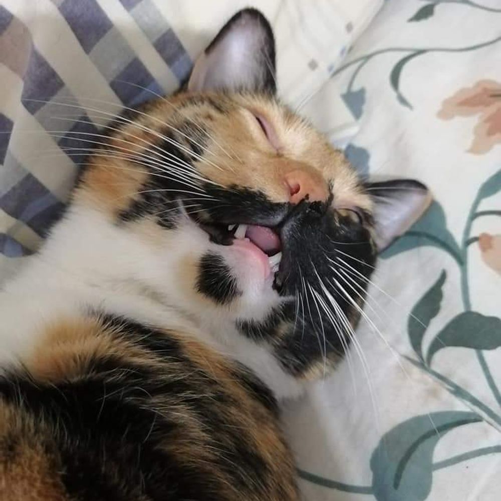 El Gatriarcado 