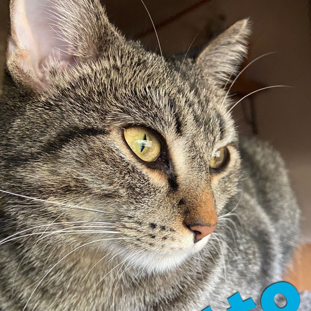 Otto
