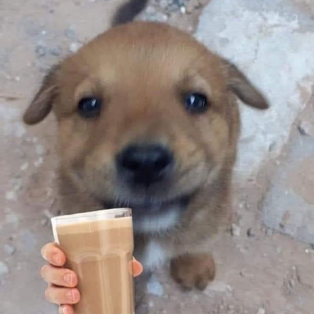 Papipo