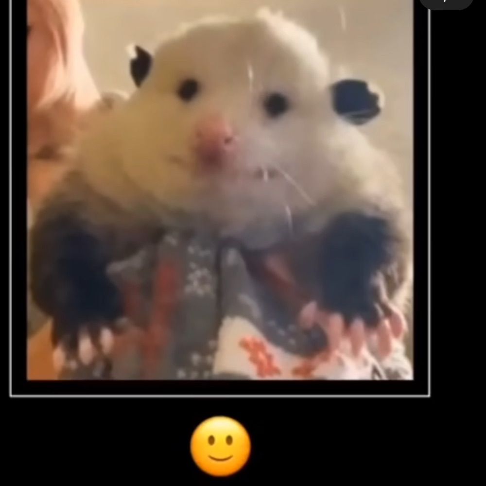 meowderbydeth
