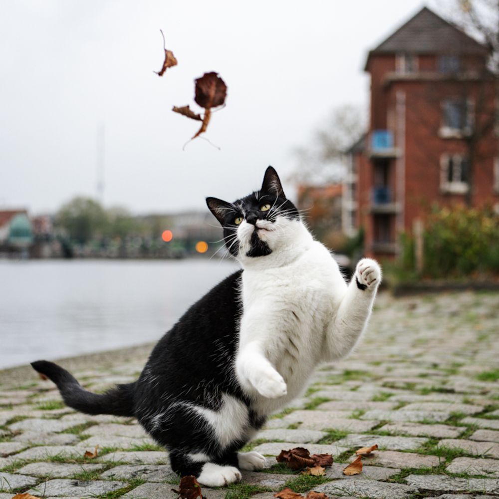 cats of Haarlem