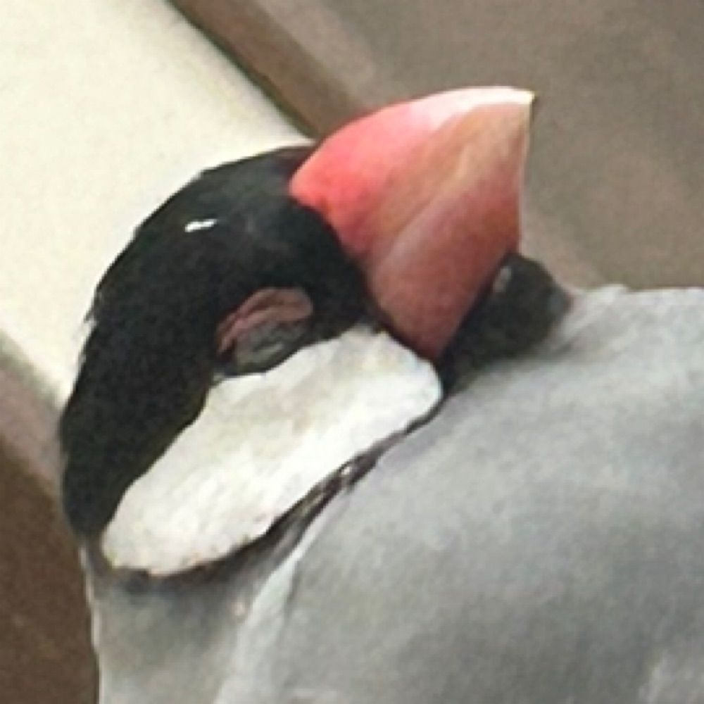 白井