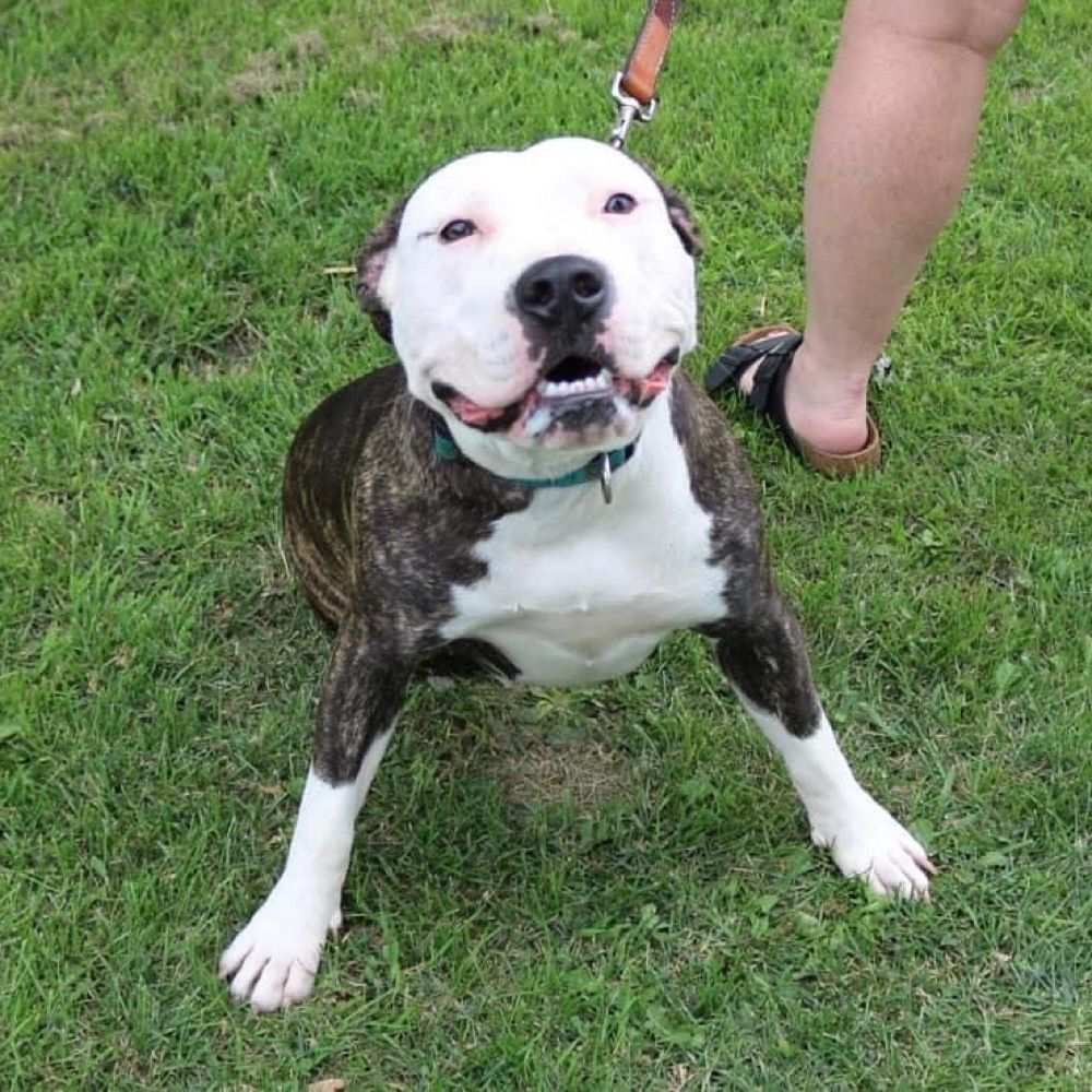 Stella