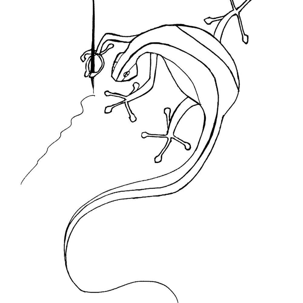 Salamander