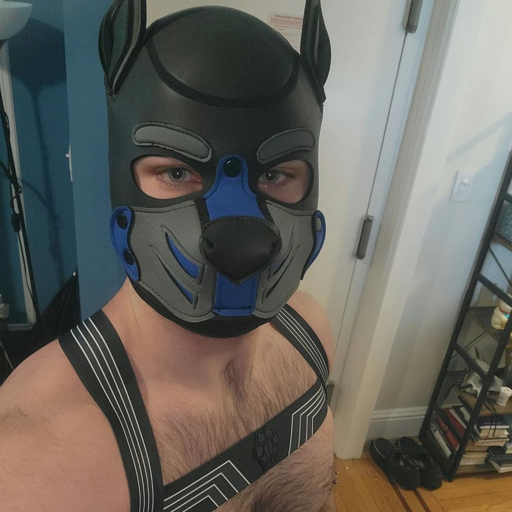 A Pup Named Dane