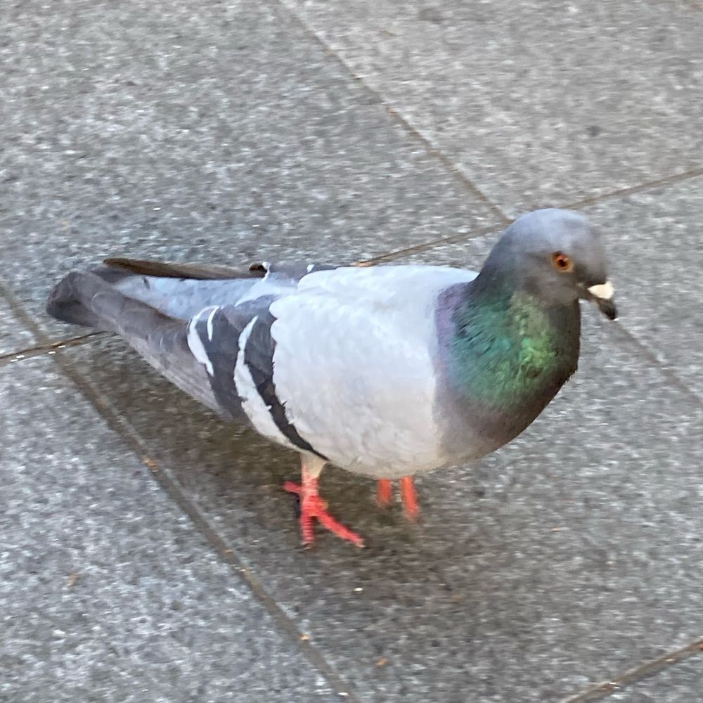 ドバ