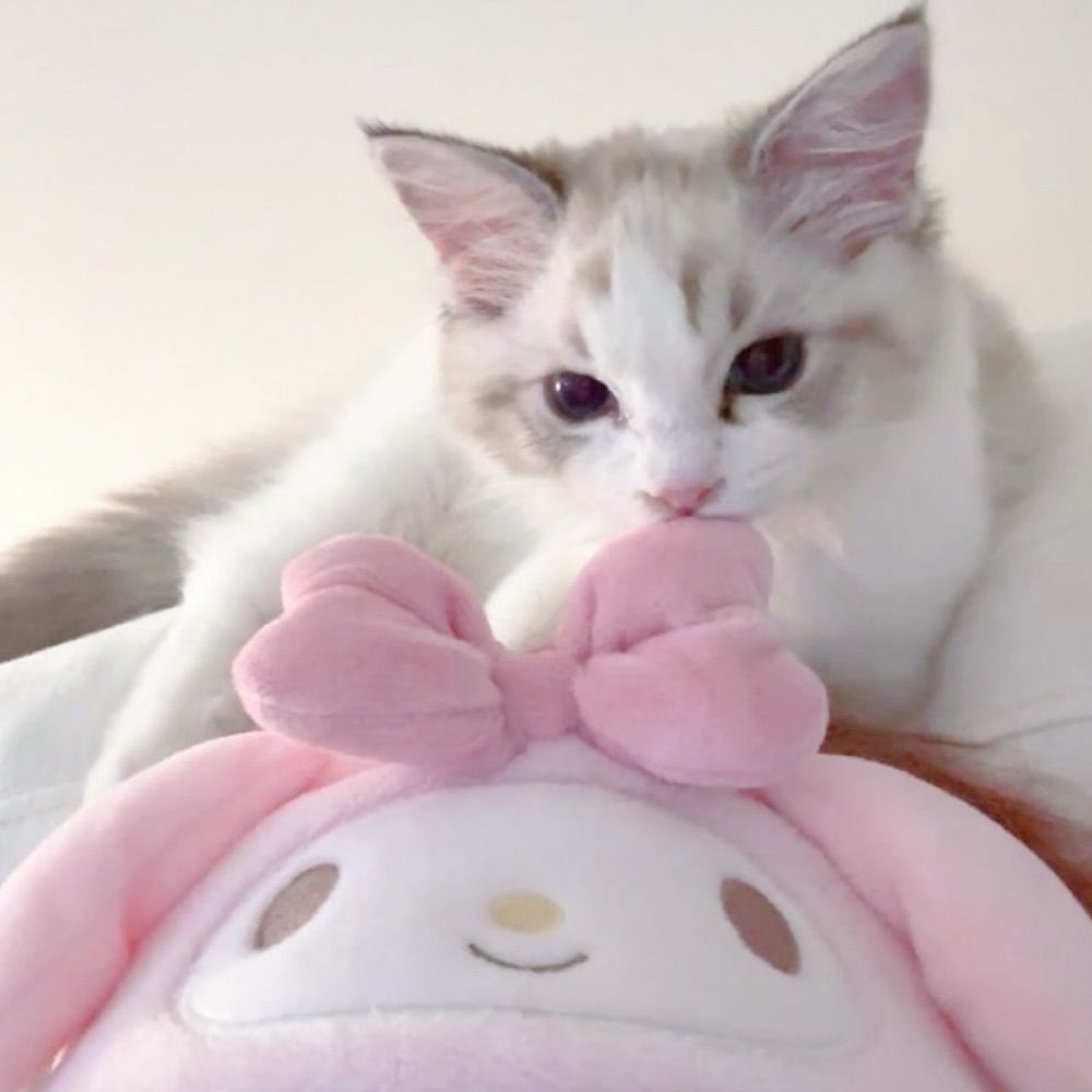 🎀