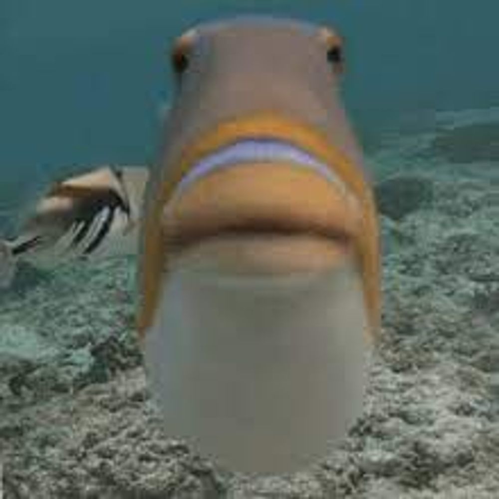 isda