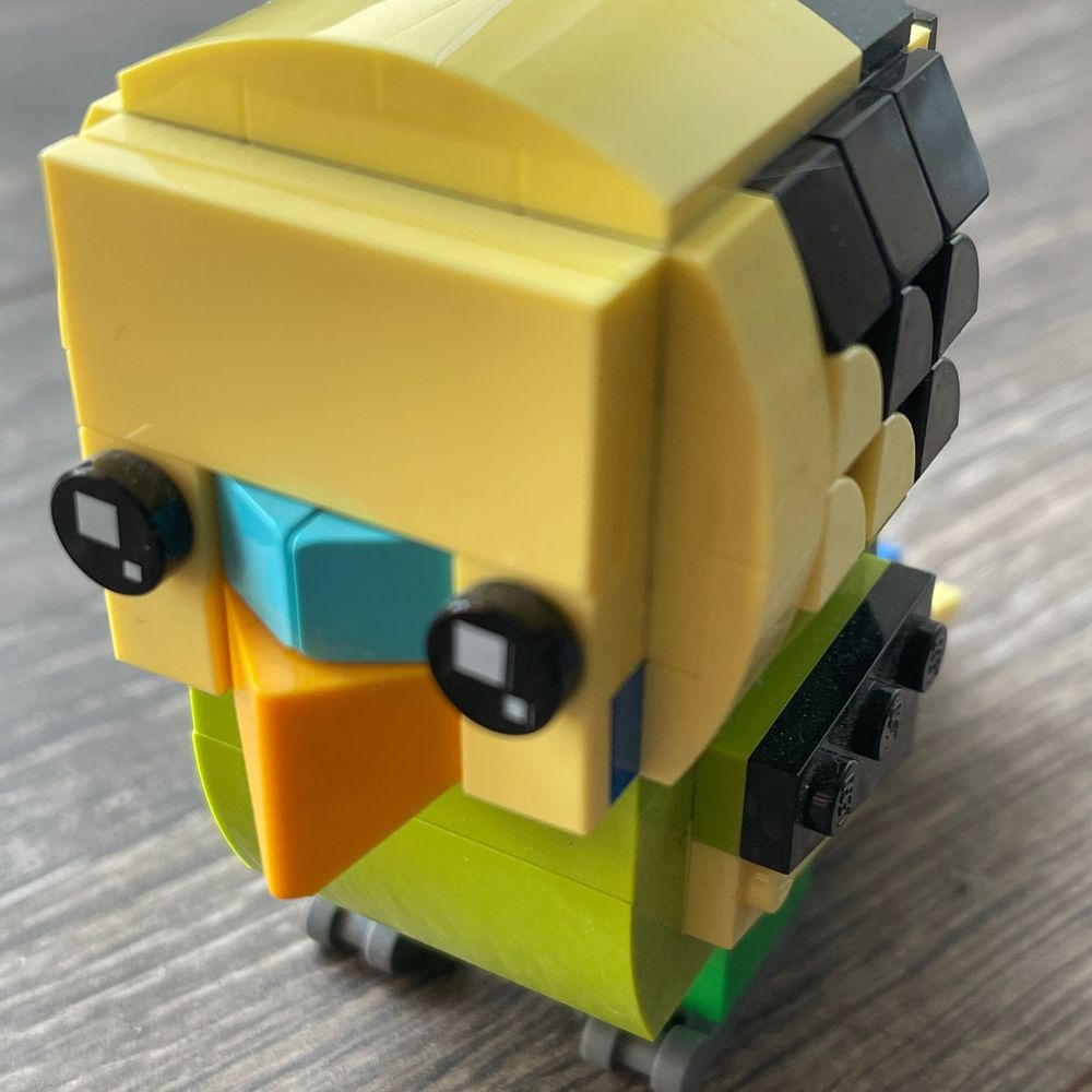 budgie