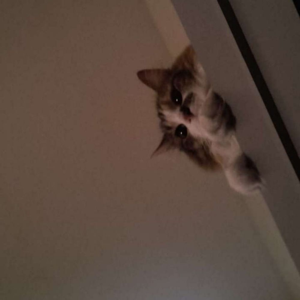 Oscar