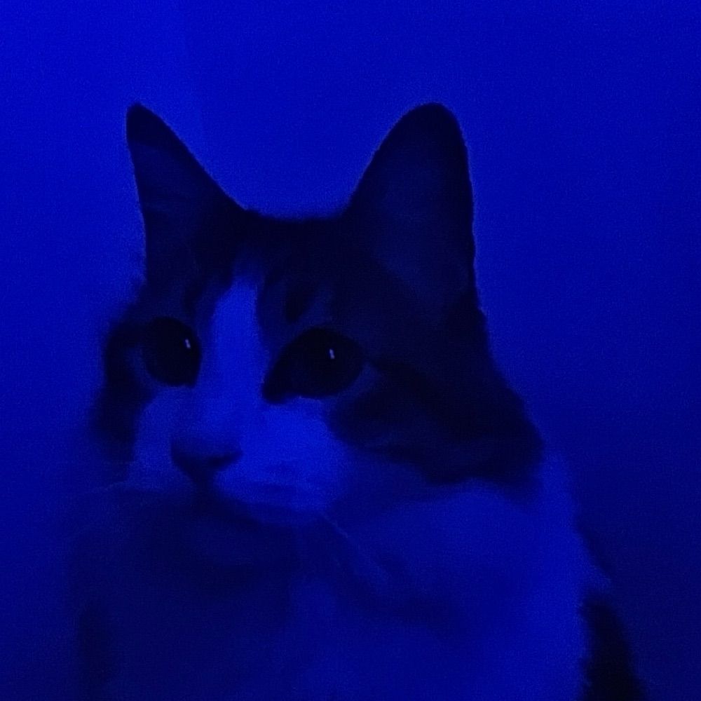 gato azul🌀😼