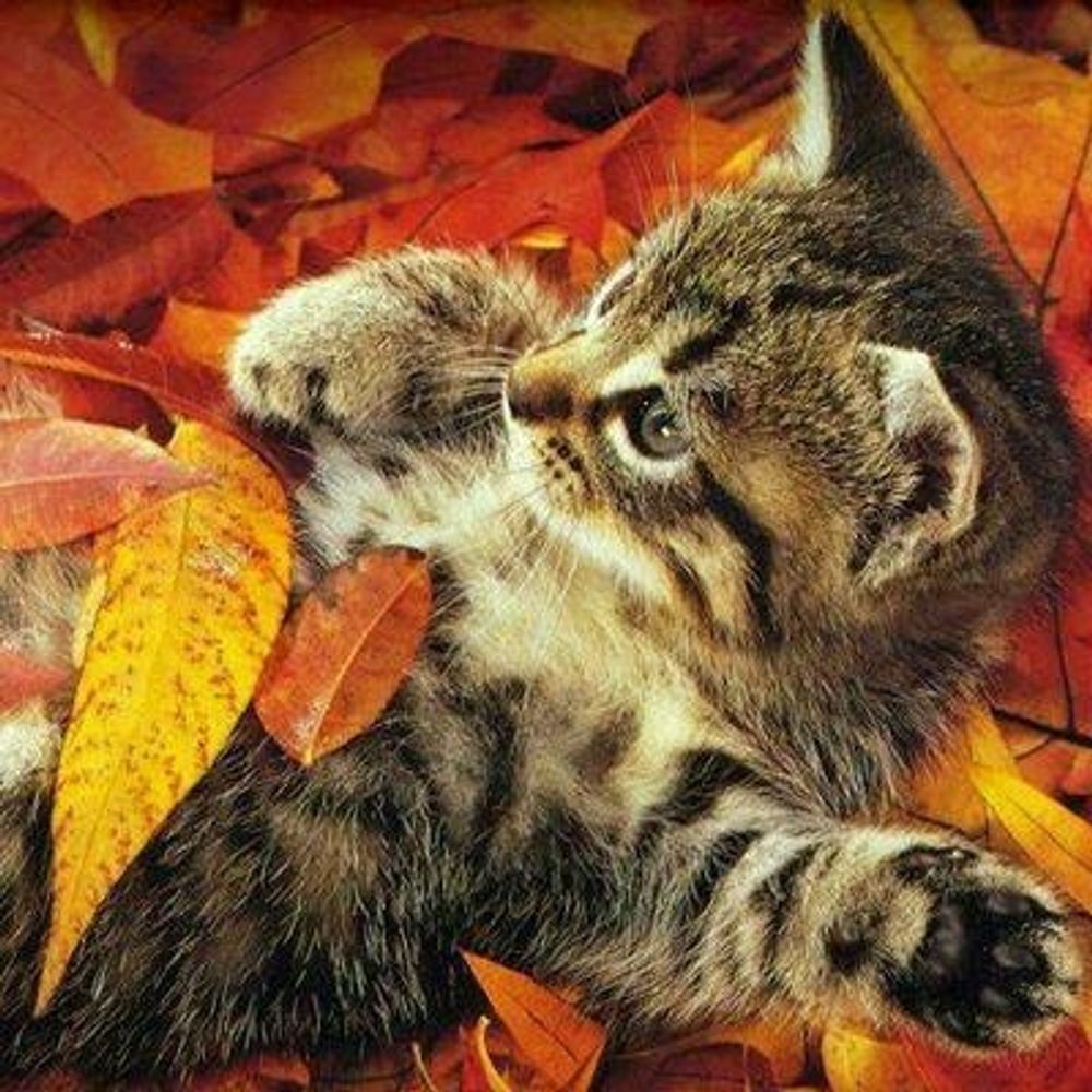 もみじねこ