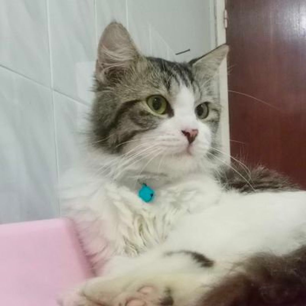 ¹⁷Clar💎🐱🐈~