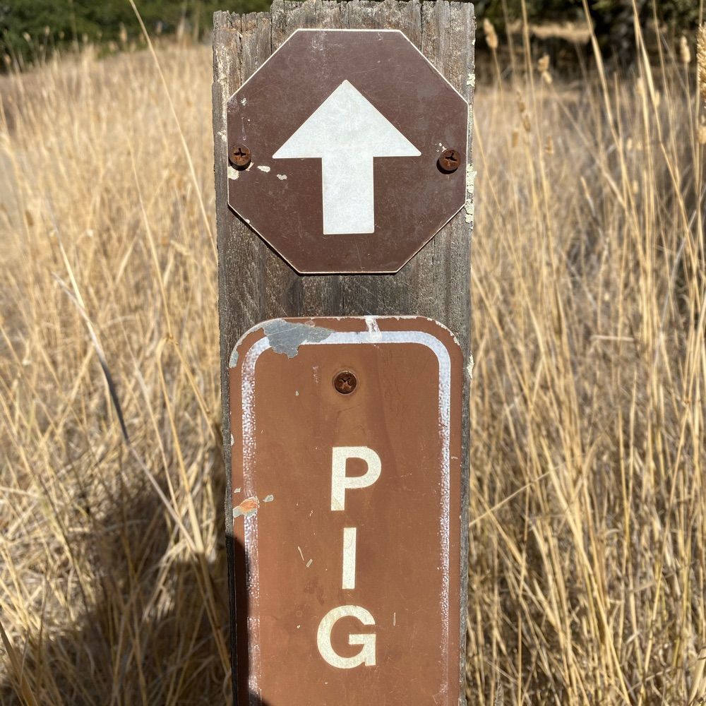 🐷