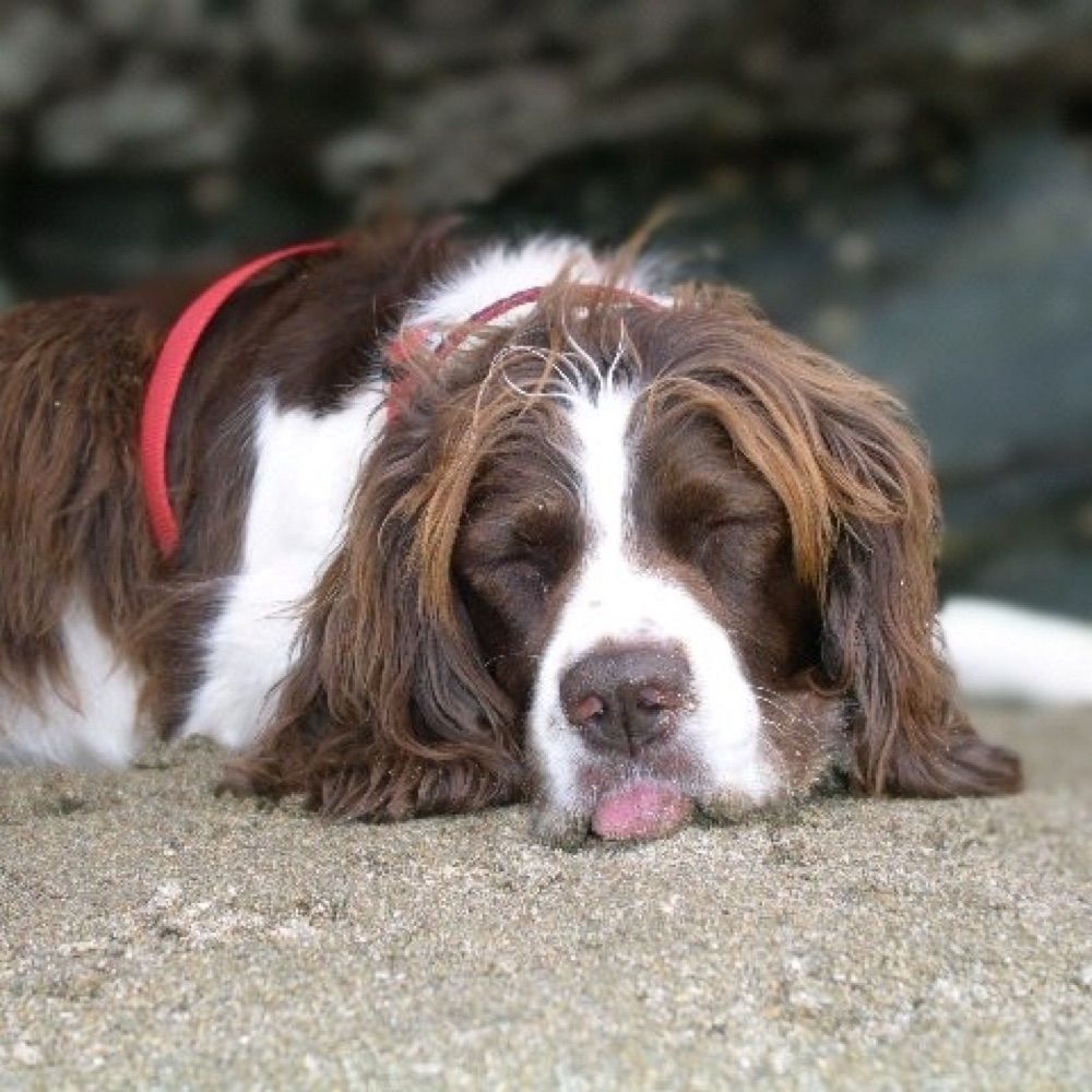 SuperStarSpaniel