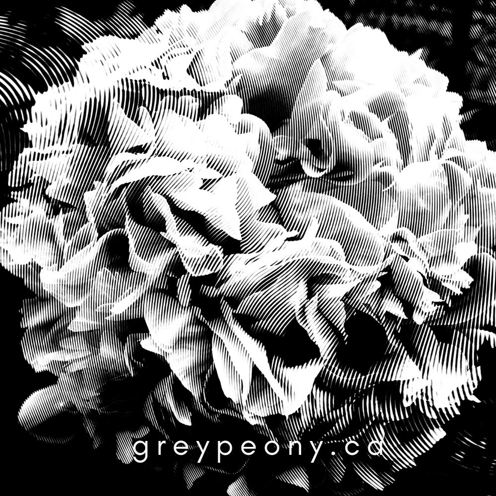 Grey Peony