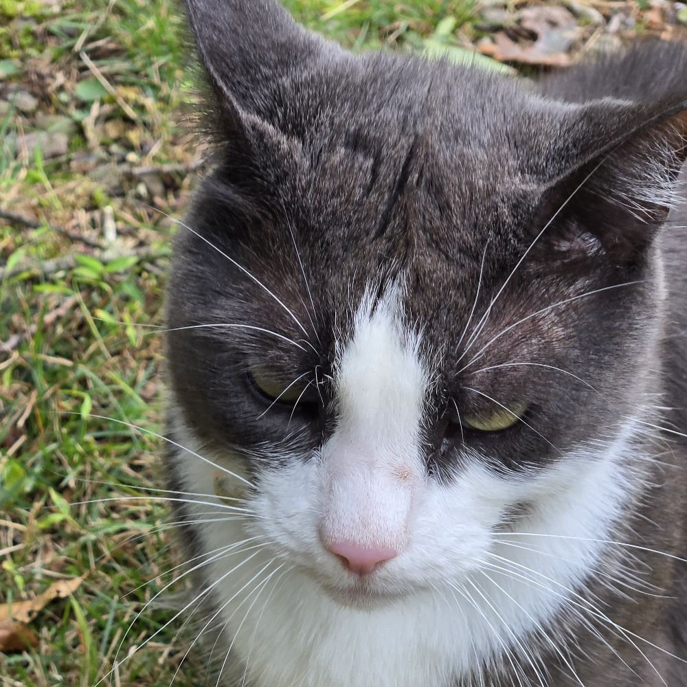 Jmojocat