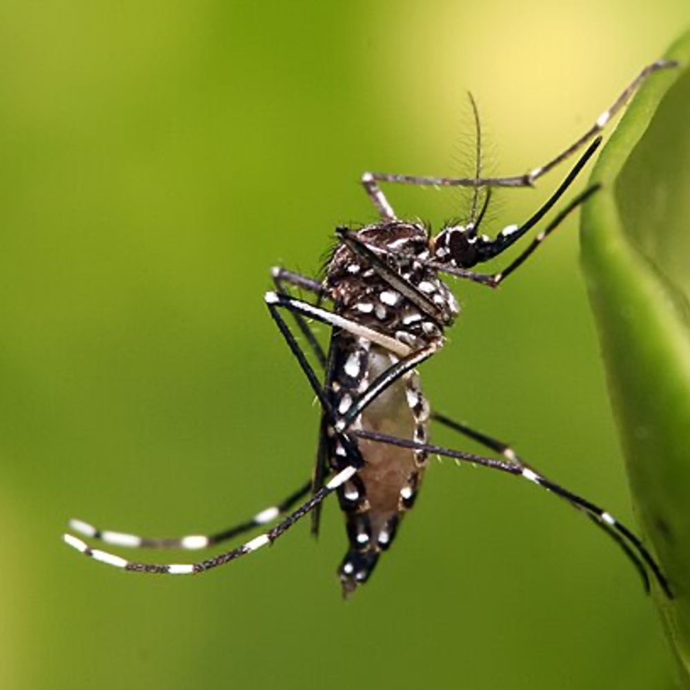 Vector Biology Insights 🦟