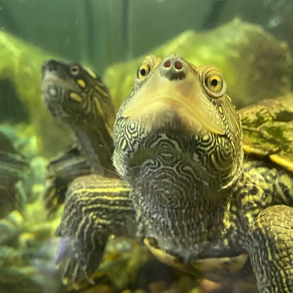 Turtle